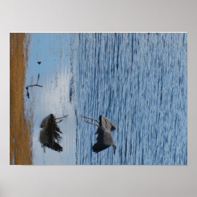 Grey seabird middle poster (Front)