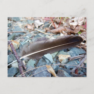 Grey Seagull Feather 1 Postcard