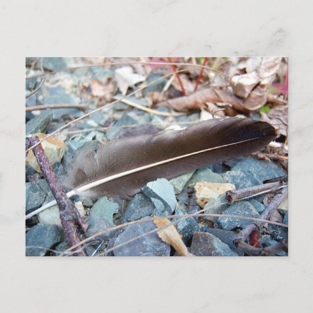 Grey Seagull Feather 1 Postcard (Front)