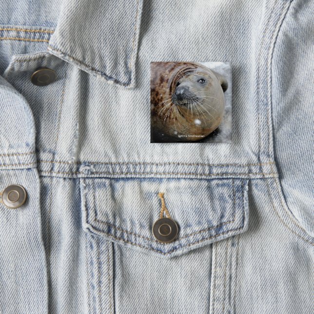 Grey Seal on Ice 2 Inch Square Button (In Situ)