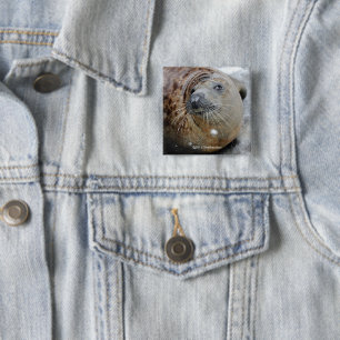 Grey Seal on Ice 2 Inch Square Button