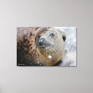 Grey Seal on Ice Canvas Print