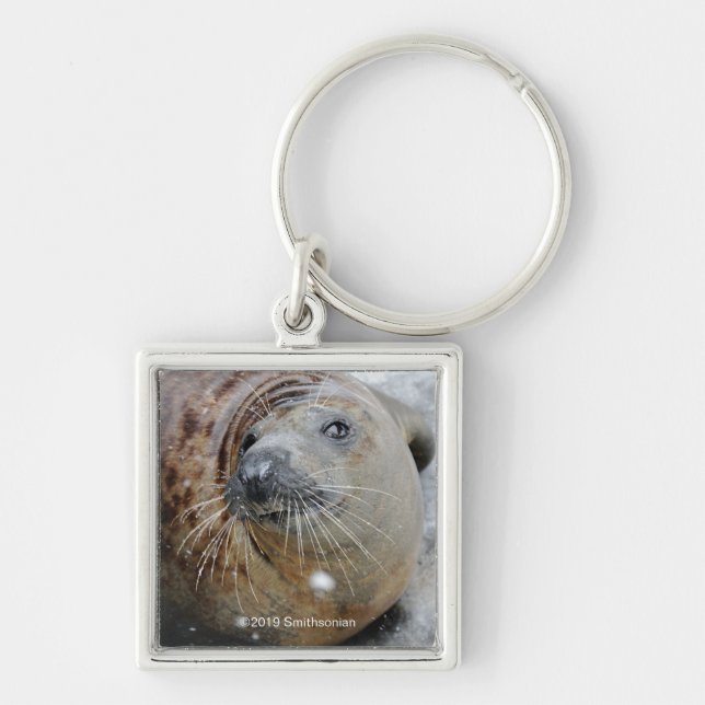Grey Seal on Ice Keychain (Front)