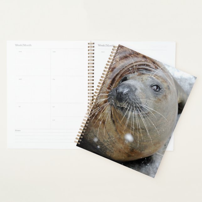 Grey Seal on Ice Planner (Display)