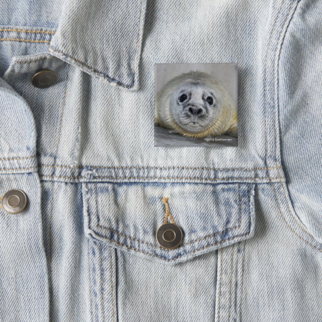 Grey Seal Pup 2 Inch Square Button (In Situ)