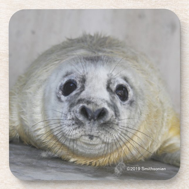 Grey Seal Pup Coaster (Front)