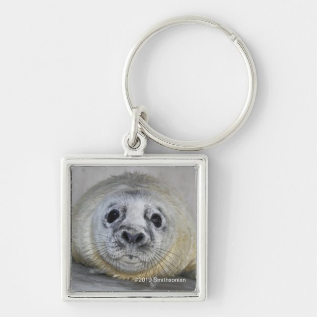 Grey Seal Pup Keychain (Front)
