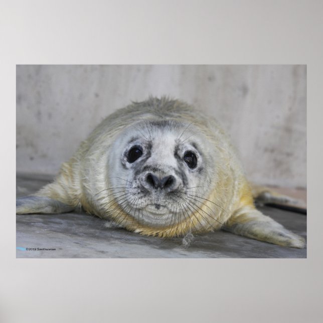 Grey Seal Pup Poster (Front)