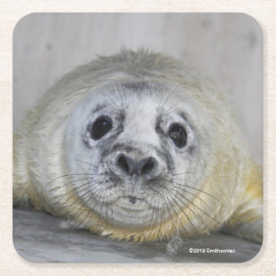 Grey Seal Pup Square Paper Coaster