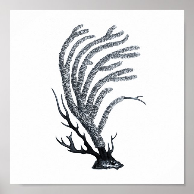 Grey Sealife group 12A Print #11 Sea coral (Front)