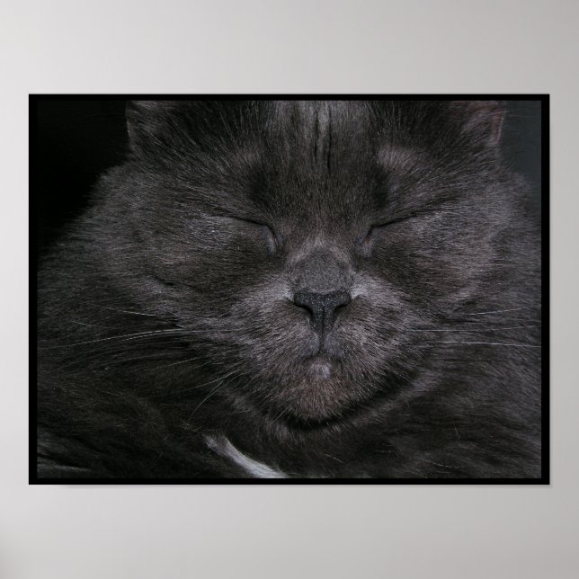 Grey Sleepy Cat Poster (Front)
