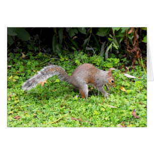 Grey squirrel