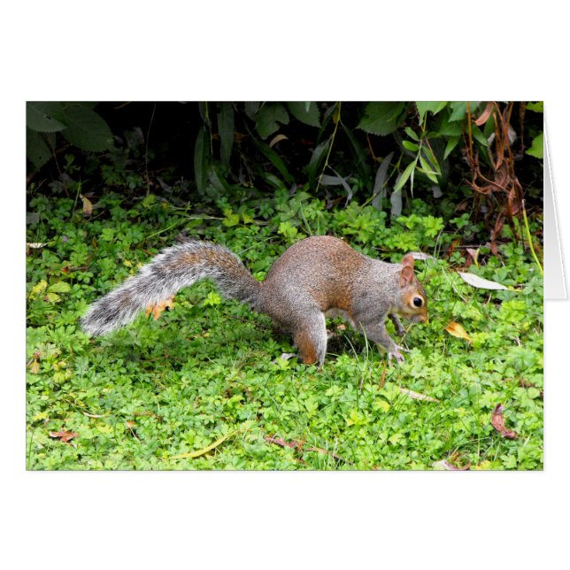 Grey squirrel (Front Horizontal)