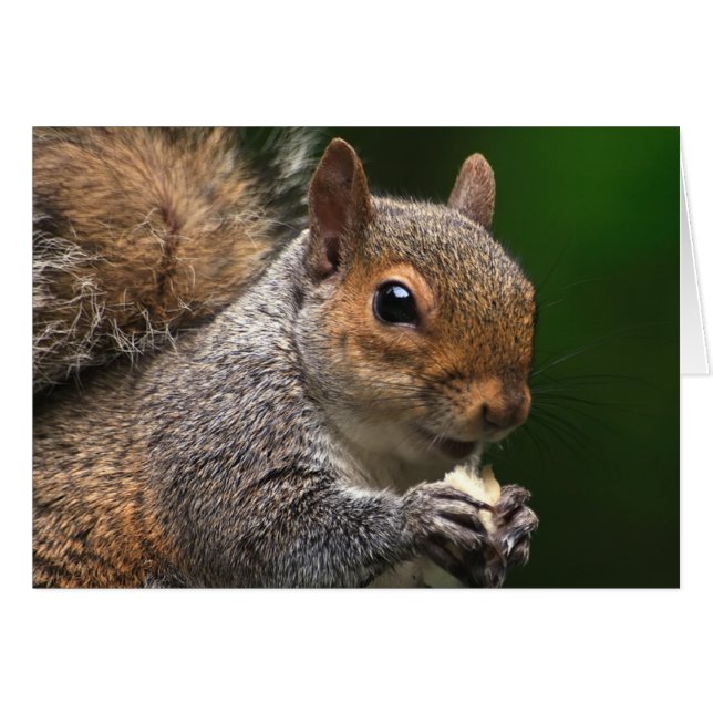 Grey Squirrel (Front Horizontal)