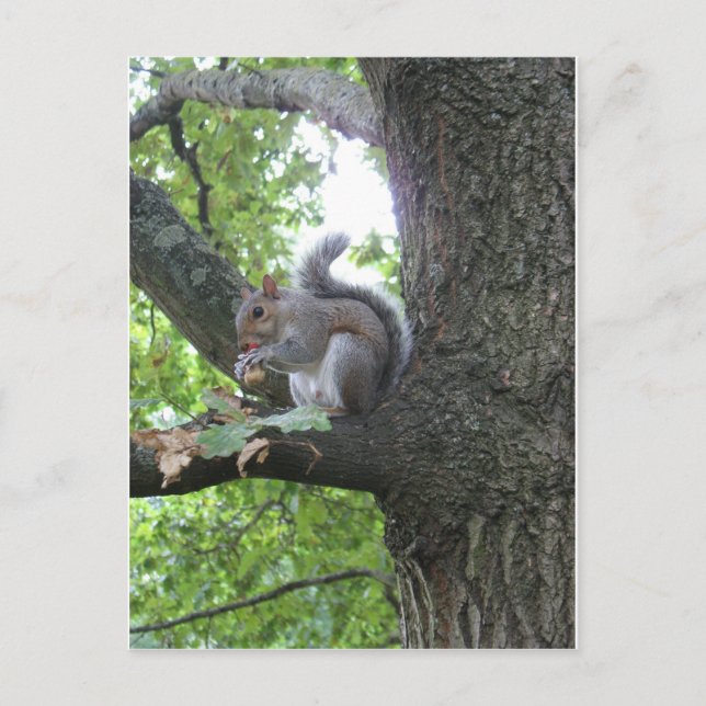 Grey Squirrel and nut Postcard (Front)