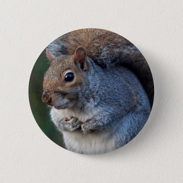 Grey Squirrel Badge 2 Inch Round Button (Front)
