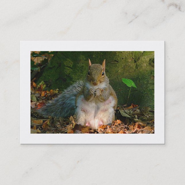 Grey Squirrel (Bordered) Business Card (Front)