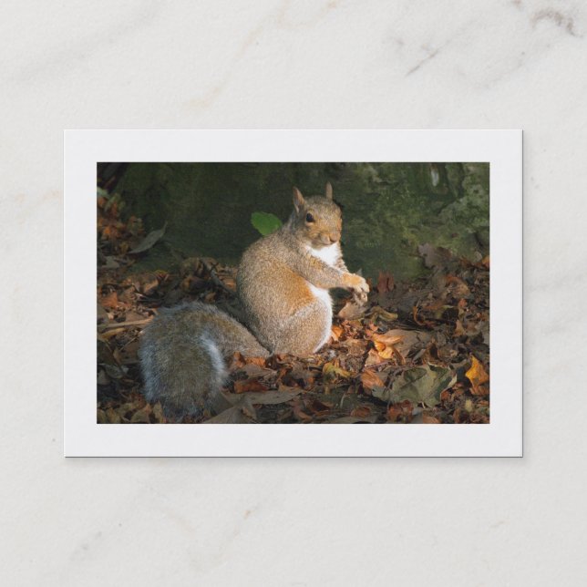 Grey Squirrel (Bordered) Business Card (Front)