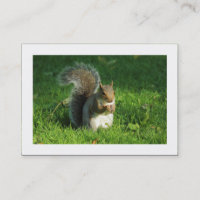 Grey Squirrel, Bute Park, Cardiff (Bordered)