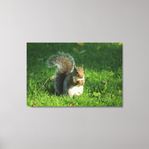 Grey Squirrel, Bute Park, Cardiff Canvas Print
