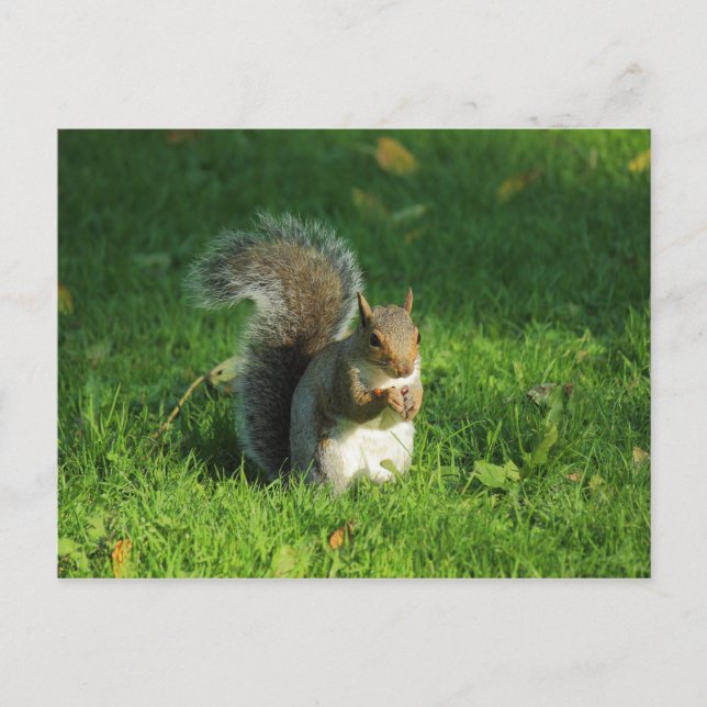 Grey Squirrel, Bute Park, Cardiff Postcard (Front)