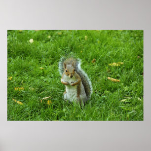 Grey Squirrel, Bute Park, Cardiff Poster