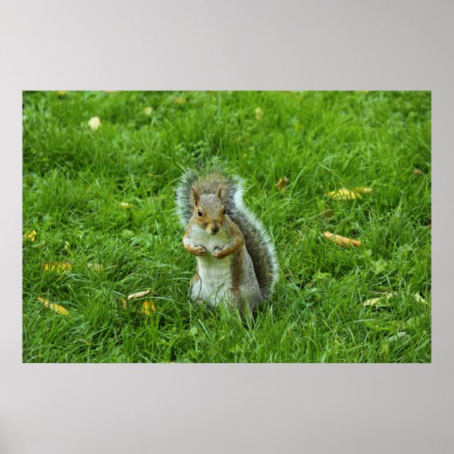 Grey Squirrel, Bute Park, Cardiff Poster (Front)