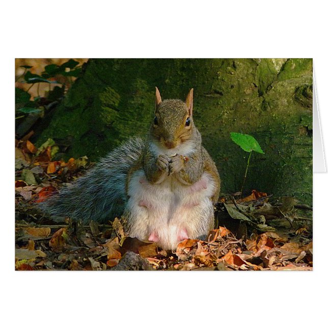 Grey Squirrel - Bute Park, Cardiff, Wales, UK (Front Horizontal)