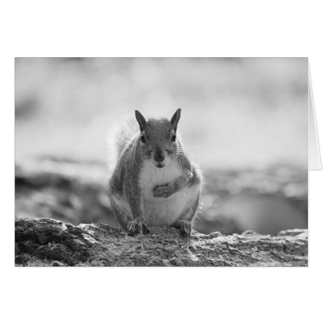Grey Squirrel - Bute Park, Cardiff, Wales, UK (Front Horizontal)