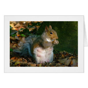 Grey Squirrel - Bute Park, Cardiff, Wales, UK