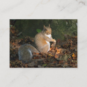 Grey Squirrel - Bute Park, Cardiff, Wales, UK Business Card