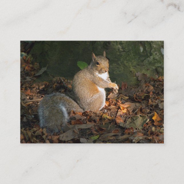 Grey Squirrel - Bute Park, Cardiff, Wales, UK Business Card (Front)
