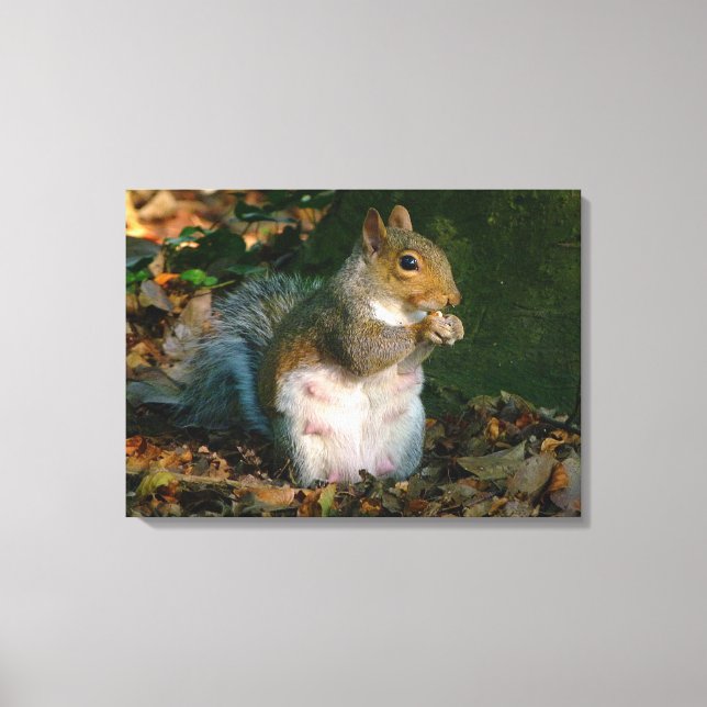 Grey Squirrel - Bute Park, Cardiff, Wales, UK Canvas Print (Front)