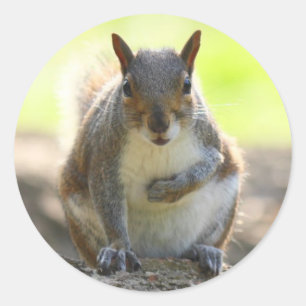 Grey Squirrel - Bute Park, Cardiff, Wales, UK Classic Round Sticker