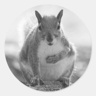 Grey Squirrel - Bute Park, Cardiff, Wales, UK Classic Round Sticker