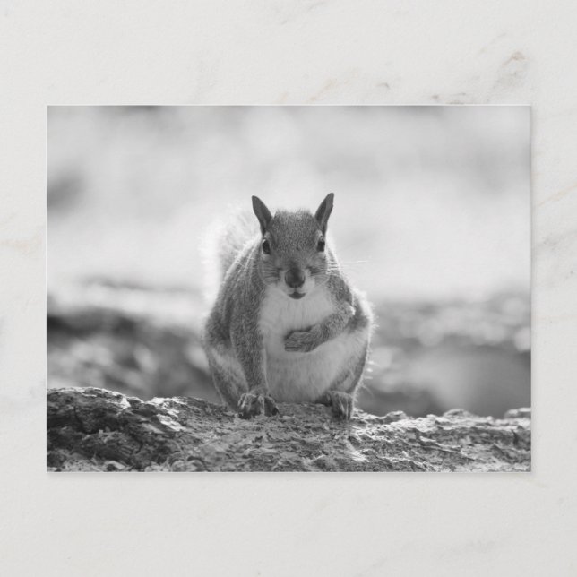 Grey Squirrel - Bute Park, Cardiff, Wales, UK Postcard (Front)