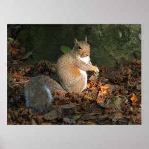 Grey Squirrel - Bute Park, Cardiff, Wales, UK Poster