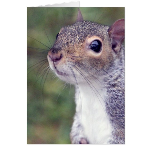 Grey Squirrel Card (Front)