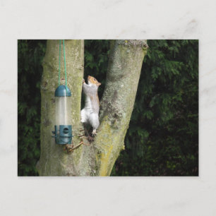 Grey Squirrel Card