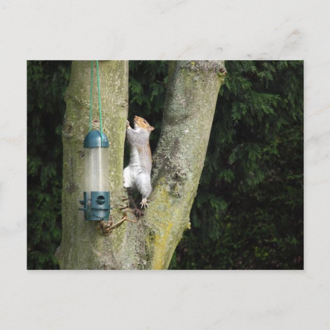 Grey Squirrel  Card (Front)