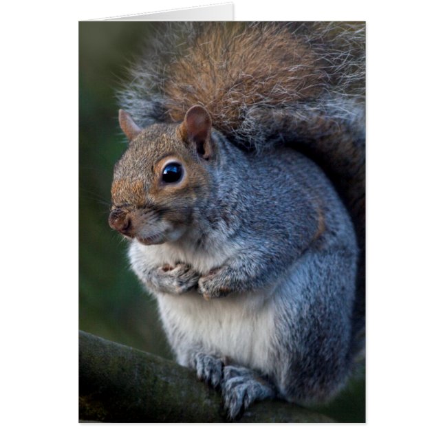 Grey Squirrel Card (Front)
