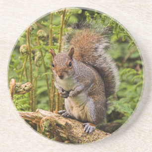 Grey Squirrel Coaster