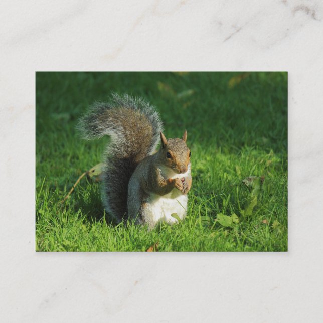Grey Squirrel Eating Nuts, Bute Park, Cardiff Business Card (Front)