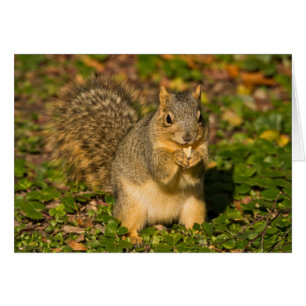 Grey Squirrel, eating, peanut, Crystal Springs