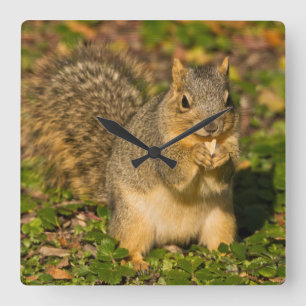 Grey Squirrel, eating, peanut, Crystal Springs 1 Square Wall Clock