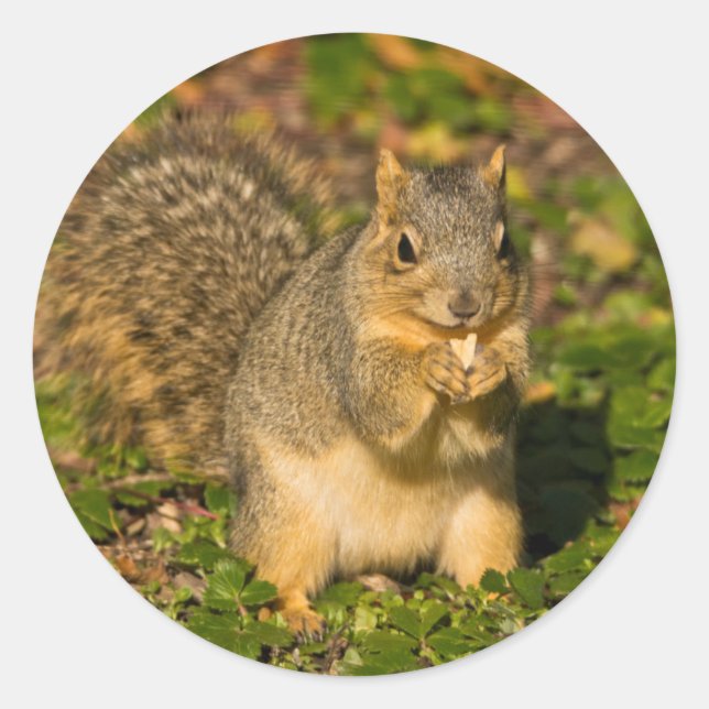 Grey Squirrel, eating, peanut, Crystal Springs Classic Round Sticker (Front)
