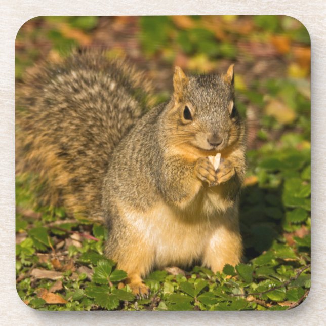 Grey Squirrel, eating, peanut, Crystal Springs Coaster (Front)