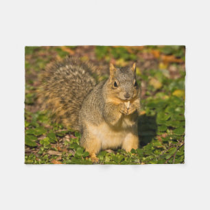 Grey Squirrel, eating, peanut, Crystal Springs Fleece Blanket