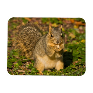 Grey Squirrel, eating, peanut, Crystal Springs Magnet