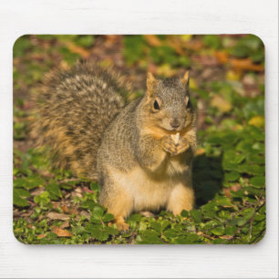 Grey Squirrel, eating, peanut, Crystal Springs Mouse Pad